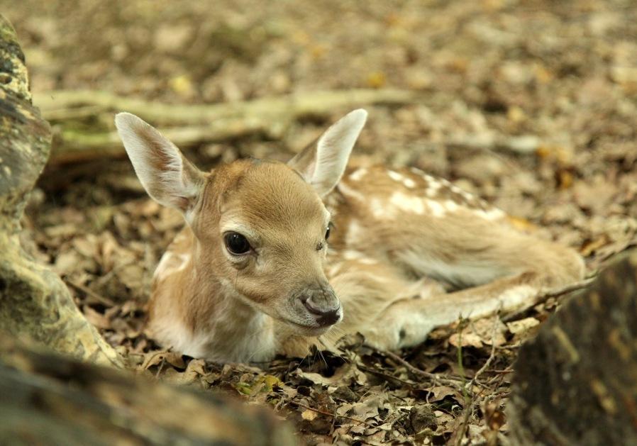 Chambres D'Hotes La Corne Aux Vaches Frétigney-et-Velloreille Εξωτερικό φωτογραφία